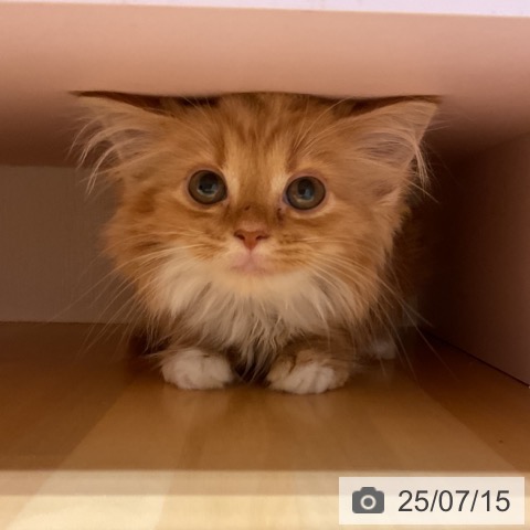 スコティッシュフォールドの写真
