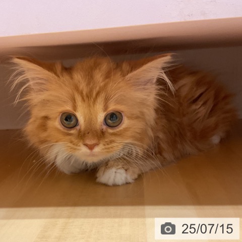 スコティッシュフォールドの写真