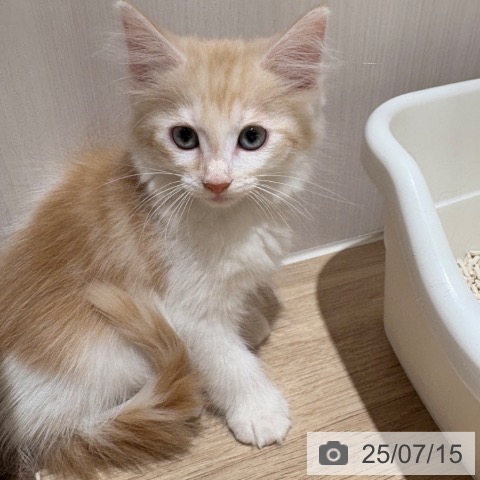 ノルウェージャンフォレストキャットの写真