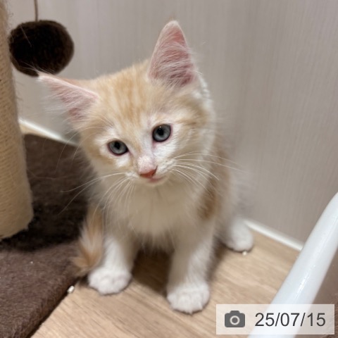 ノルウェージャンフォレストキャットの写真