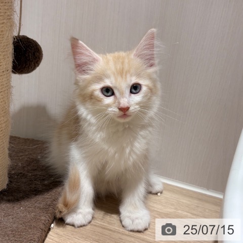 ノルウェージャンフォレストキャットの写真