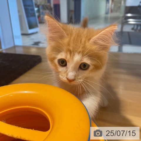 ノルウェージャンフォレストキャットの写真