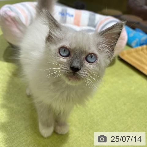 ラグドールの写真