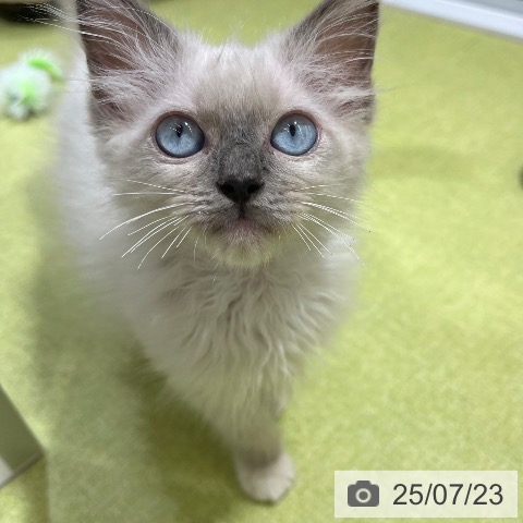ラグドールの写真