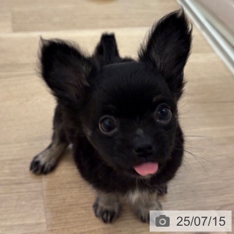 チワワの写真