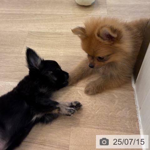 チワワの写真