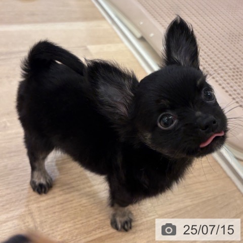 チワワの写真