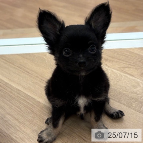 チワワの写真
