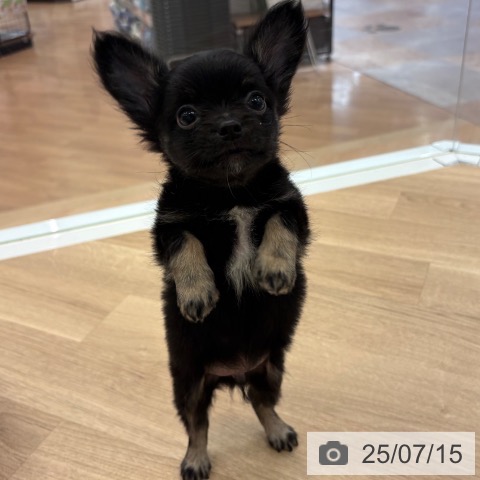 チワワの写真