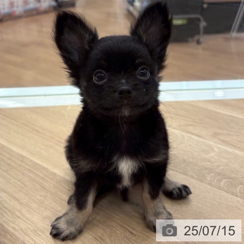 チワワの写真