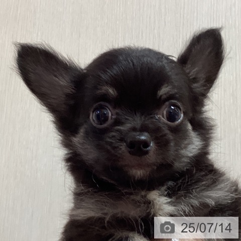 チワワの写真