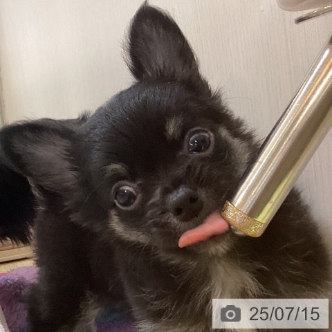チワワの写真