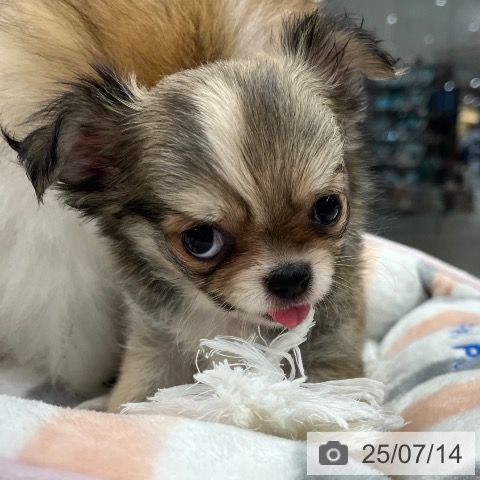 チワワの写真