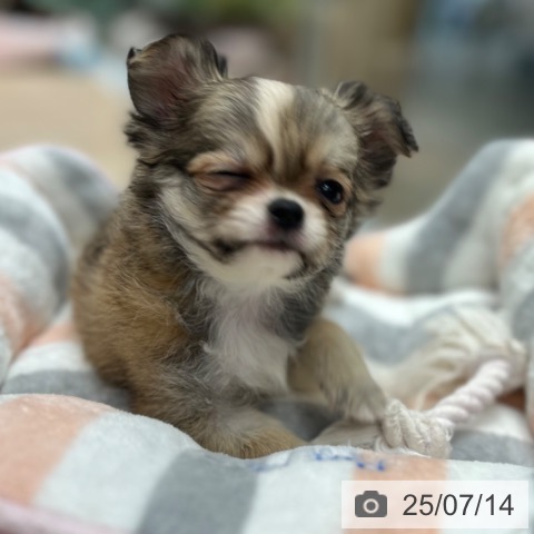 チワワの写真