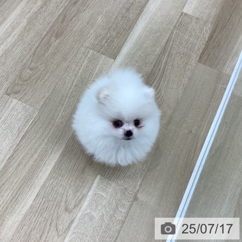 ポメラニアンの写真