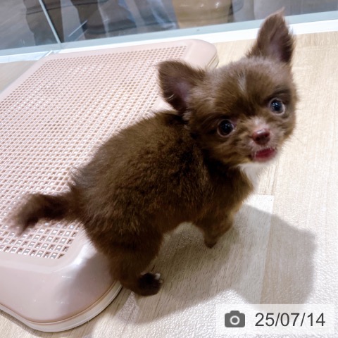 チワワの写真