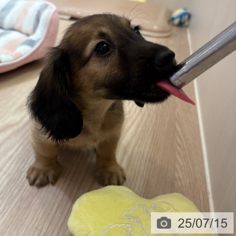 ミニチュア・ダックスフンドの写真