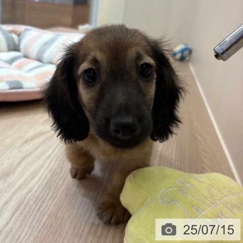 ミニチュア・ダックスフンドの写真