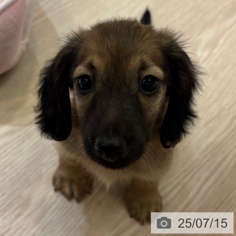ミニチュア・ダックスフンドの写真
