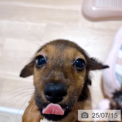 ミニチュア・ダックスフンドの写真