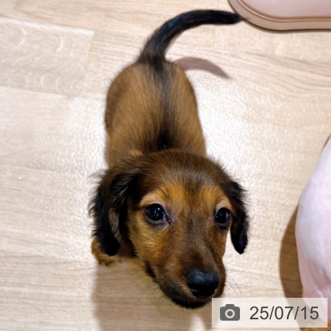 ミニチュア・ダックスフンドの写真