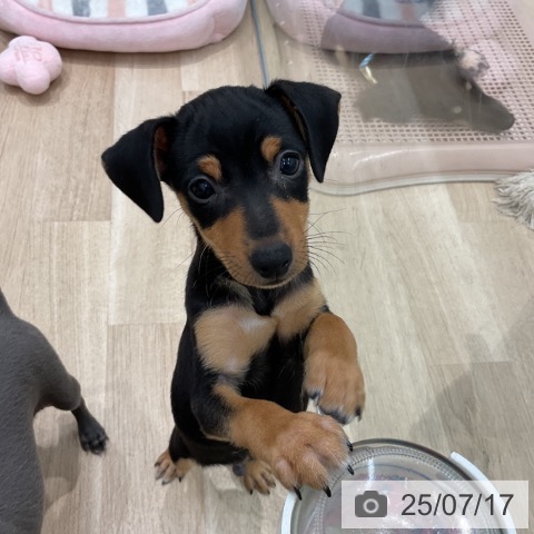ミニチュア・ピンシャーの写真