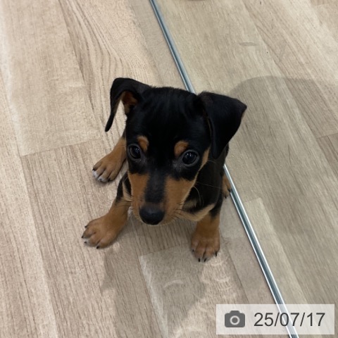 ミニチュア・ピンシャーの写真