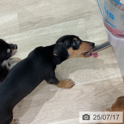 ミニチュア・ピンシャーの写真