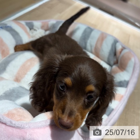 ミニチュア・ダックスフンドの写真