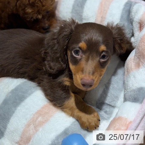 ミニチュア・ダックスフンドの写真