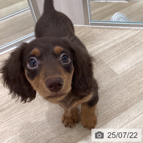 ミニチュア・ダックスフンドの写真