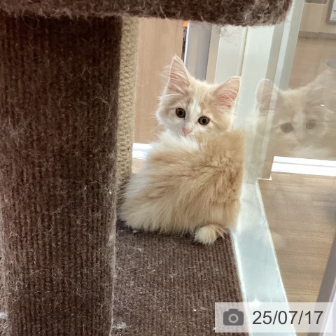 ノルウェージャンフォレストキャットの写真