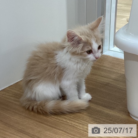 ノルウェージャンフォレストキャットの写真