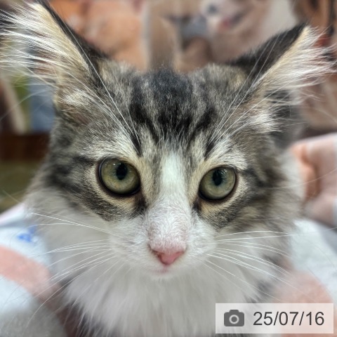 ノルウェージャンフォレストキャットの写真