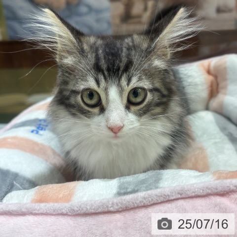 ノルウェージャンフォレストキャットの写真