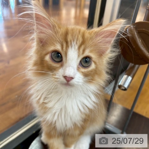 ノルウェージャンフォレストキャットの写真