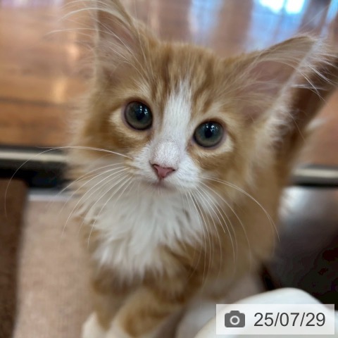ノルウェージャンフォレストキャットの写真