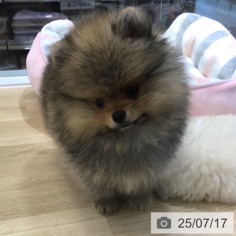 ポメラニアンの写真