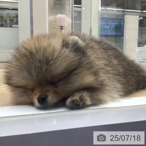 ポメラニアンの写真