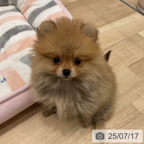 ポメラニアンの写真