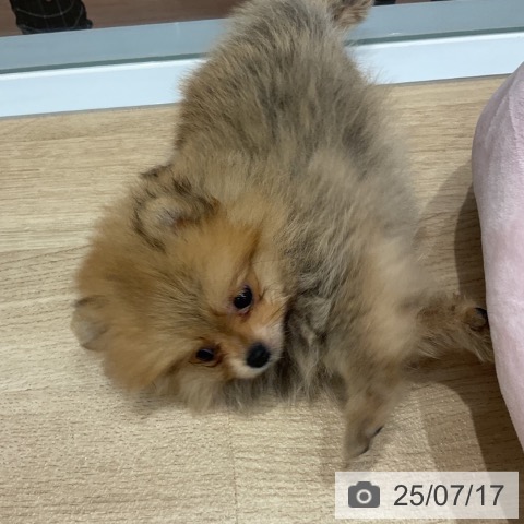 ポメラニアンの写真