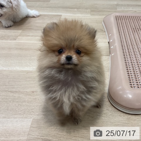 ポメラニアンの写真
