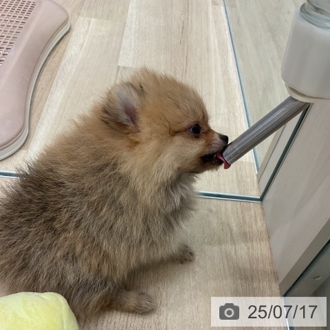 ポメラニアンの写真