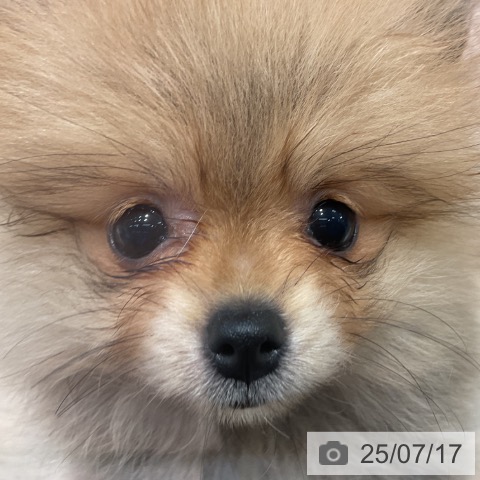 ポメラニアンの写真