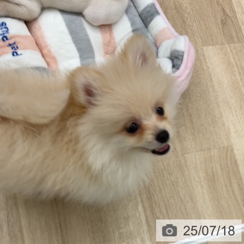 ポメラニアンの写真