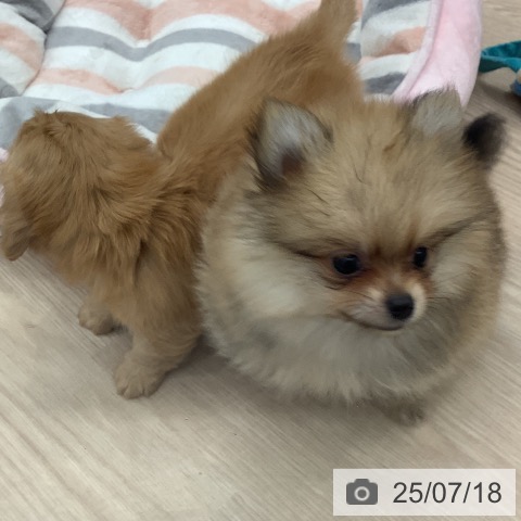 ポメラニアンの写真