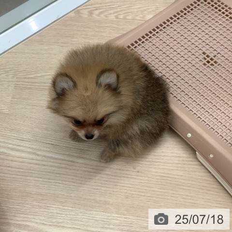 ポメラニアンの写真