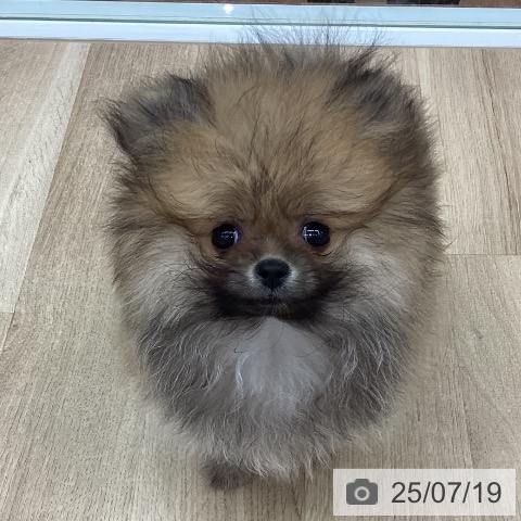 ポメラニアンの写真