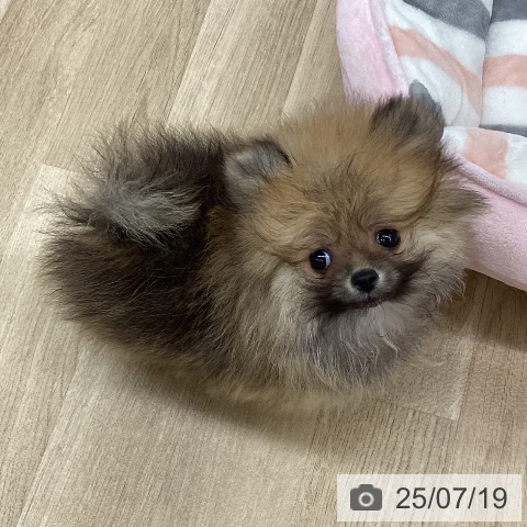 ポメラニアンの写真