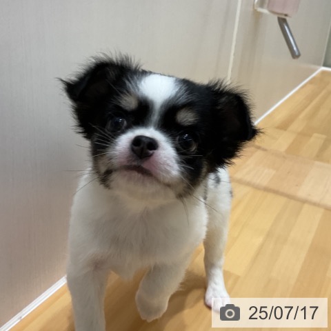 チワワの写真